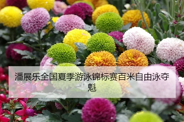 潘展乐全国夏季游泳锦标赛百米自由泳夺魁